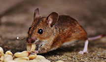 24 Hour & Emergency Exterminators in Manchester Rancheria, CA